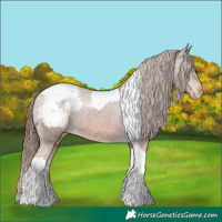 Horse Color:Chestnut Tobiano Appaloosa 