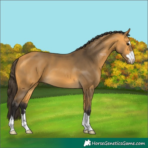 Horse Color:Buckskin 