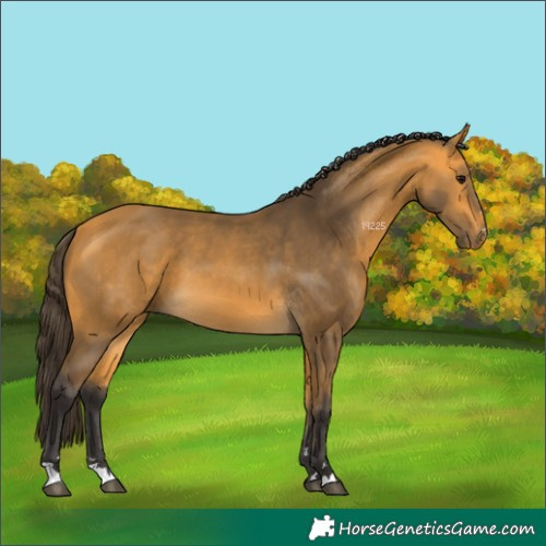 Horse Color:Buckskin 