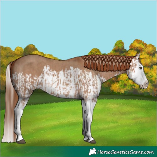 Horse Color:Red Dun Splash  and Red Dun Splash 