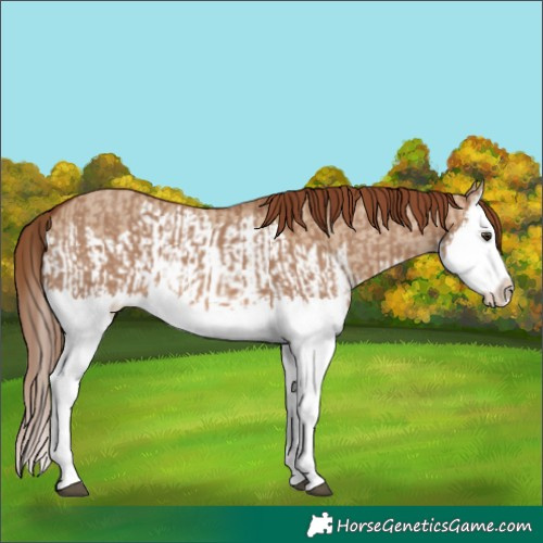 Horse Color:Red Dun Splash and Red Dun Splash