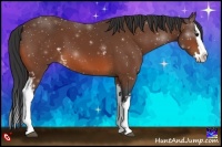 Horse Color:White Spotted Bay Splash