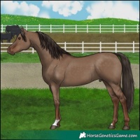 Horse Color:Liver Red Dun