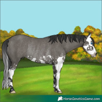 Horse Color:Grullo Splash Rabicano 