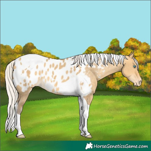 Horse Color:Silver Amber Cream Champagne Dun Tobiano Appaloosa 