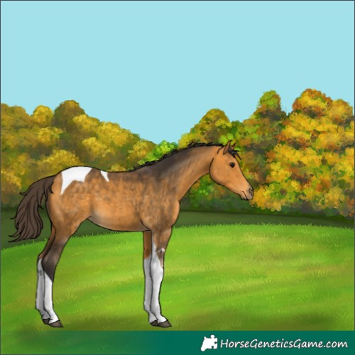 Horse Color:Buckskin Tobiano 