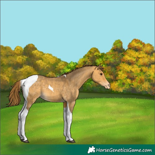 Horse Color:Buckskin Dun Tobiano Appaloosa
