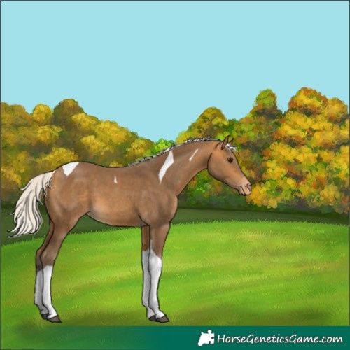 Horse Color:Silver Buckskin Tobiano Appaloosa