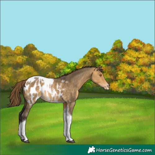 Horse Color:Buckskin Dun Tobiano Appaloosa
