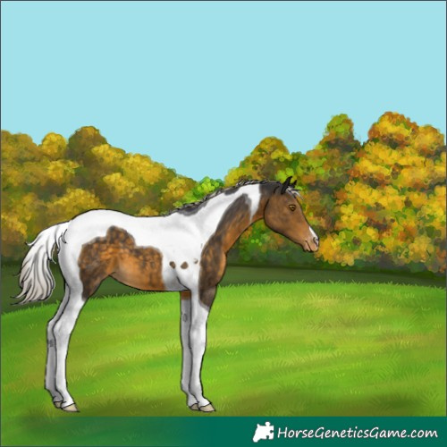 Horse Color:Silver Buckskin Tobiano Appaloosa 