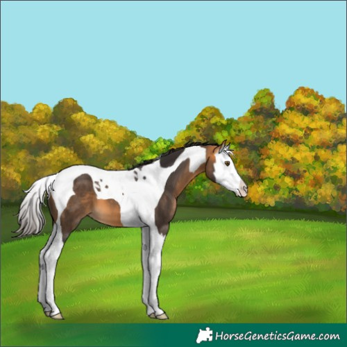 Horse Color:Buckskin Splash Tobiano