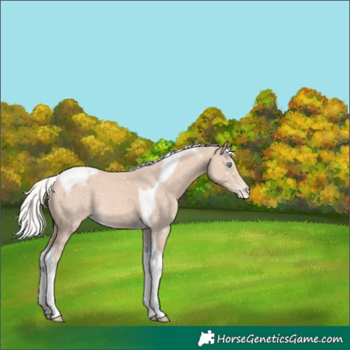 Horse Color:Silver Perlino Tobiano Appaloosa 