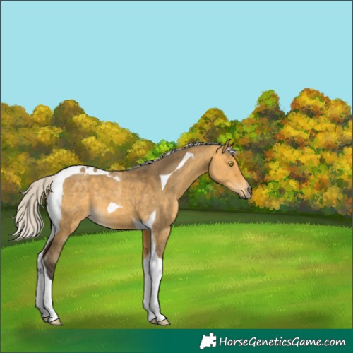 Horse Color:Silver Buckskin Dun Tobiano 
