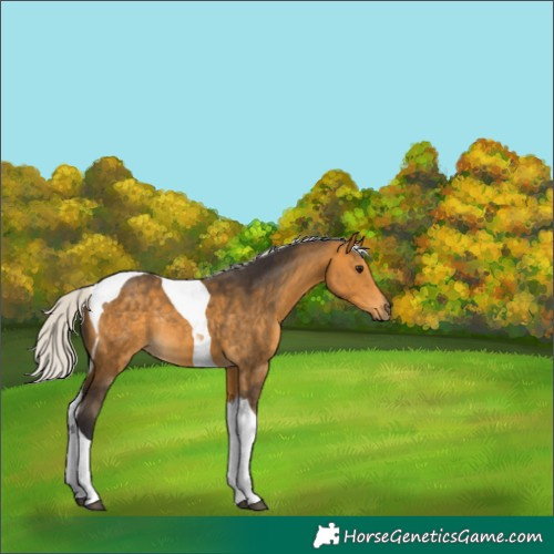 Horse Color:Silver Buckskin Tobiano Rabicano 