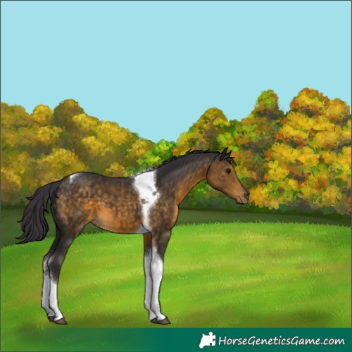 Horse Color:Buckskin Tobiano 
