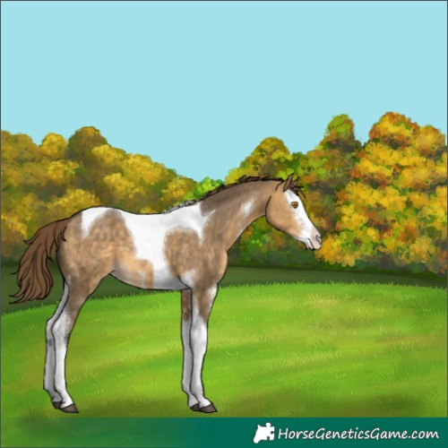 Horse Color:Buckskin Dun Sabino Splash Tobiano Appaloosa