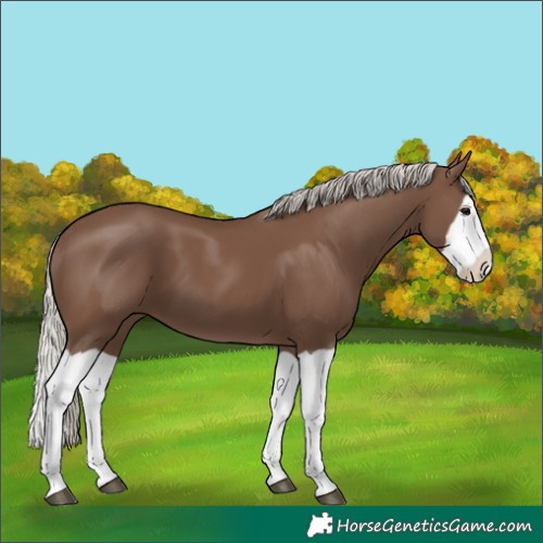 Horse Color:Silver Black Splash