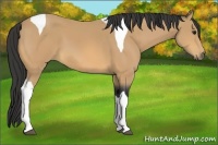 Horse Color:Buckskin Tobiano