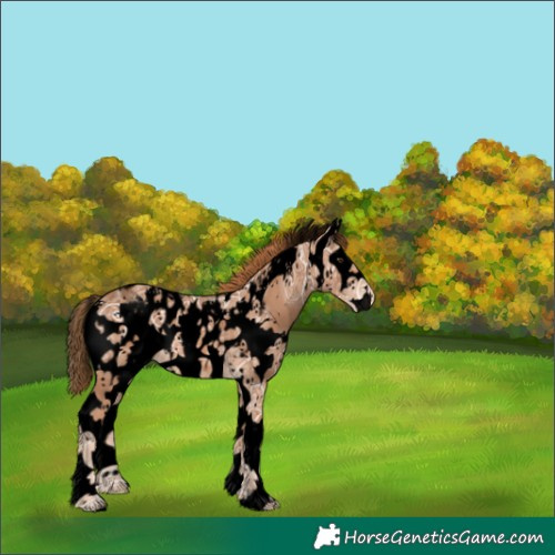 Horse Color:Void White Spotted Chestnut Ice Sabino Near Leopard 