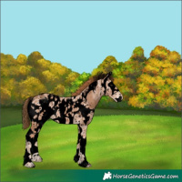 Horse Color:Void White Spotted Chestnut Ice Sabino Near Leopard 
