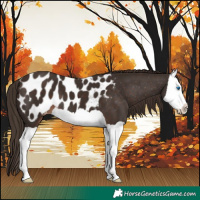 Horse Color:Liver Chestnut Splash Appaloosa