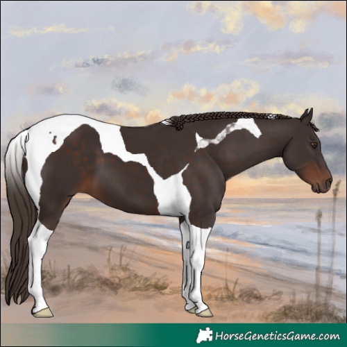 Horse Color:Liver Chestnut Tobiano 