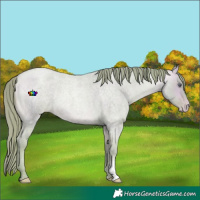 Horse Color:Watercolor Buckskin Chinchilla Roan Pearl