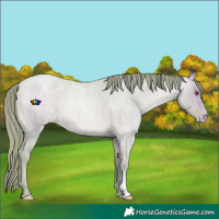 Horse Color:Watercolor Buckskin Chinchilla Roan Pearl