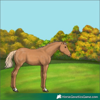 Horse Color:Chestnut 