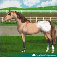Horse Color:Bay Dun Appaloosa 