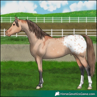 Horse Color:Bay Dun Appaloosa 