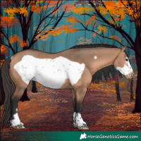 Horse Color:Bay Dun Frame Rabicano 