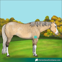 Horse Color:Silver Buckskin Dun Splash Rabicano 