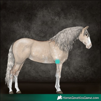 Horse Color:White Spotted Silver Grullo 