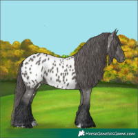 Horse Color:Grullo Appaloosa 