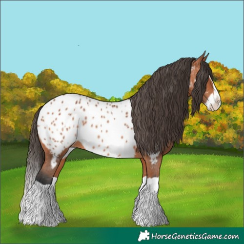 Horse Color:Bay Splash Appaloosa