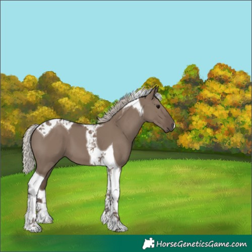 Horse Color:Silver Grullo Tobiano 
