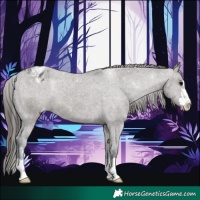 Horse Color:Grullo Appaloosa