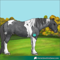 Horse Color:Black Tobiano Appaloosa