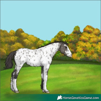 Horse Color:Grullo Sabino Appaloosa 