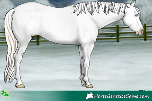 Horse Color:Perlino Ice Appaloosa 