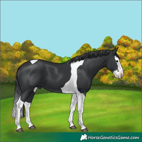 Horse Color:Black Splash Tobiano 