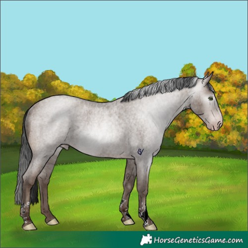 Horse Color:Gray Sable Champagne Ice Roan Rabicano 