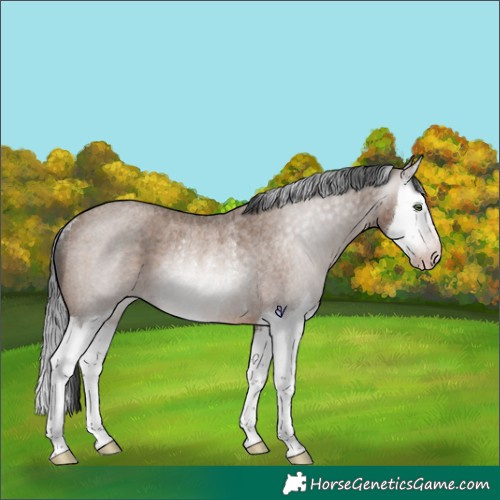 Horse Color:Gray Sable Champagne Roan Splash Rabicano 