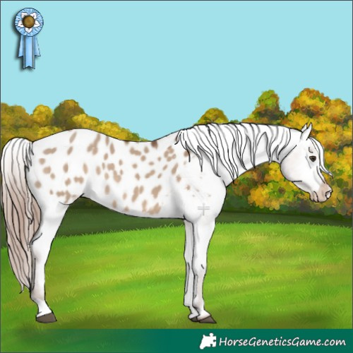 Horse Color:Liver Red Dun Appaloosa 