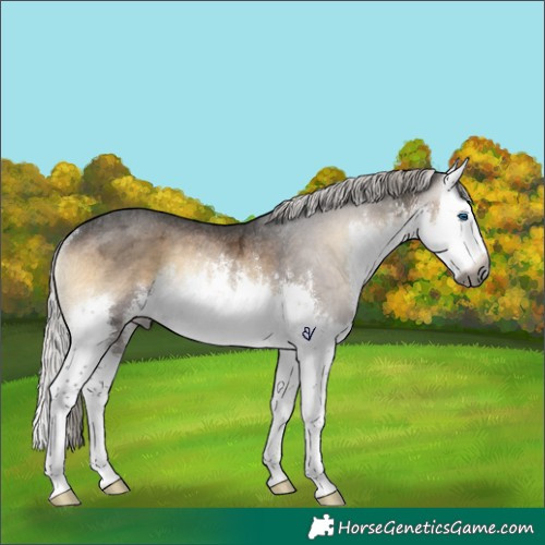 Horse Color:Gray White Spotted Silver Brown Ice Onyx Splash Rabicano 