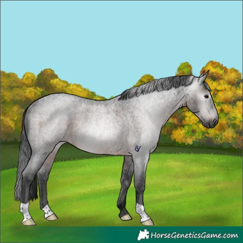 Horse Color:Gray Brown Ice Roan Rabicano 