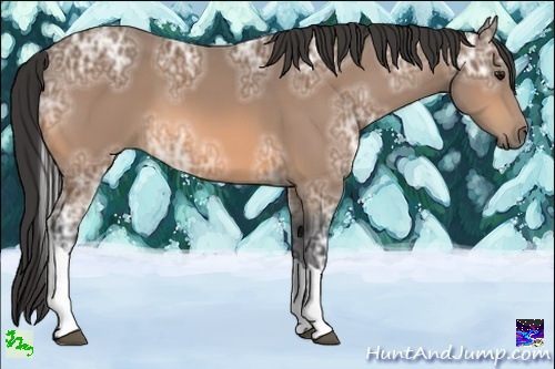 Horse Color:Buckskin Ice Tobiano 