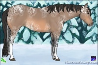 Horse Color:Buckskin Ice Tobiano 
