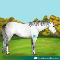 Horse Color:Gray White Spotted Brown Dun Tobiano